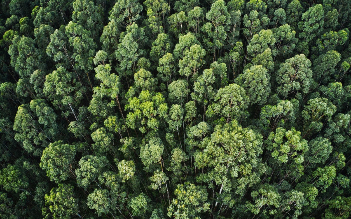 overhead-aerial-shot-thick-forest-with-beautiful-trees-greenery (1)