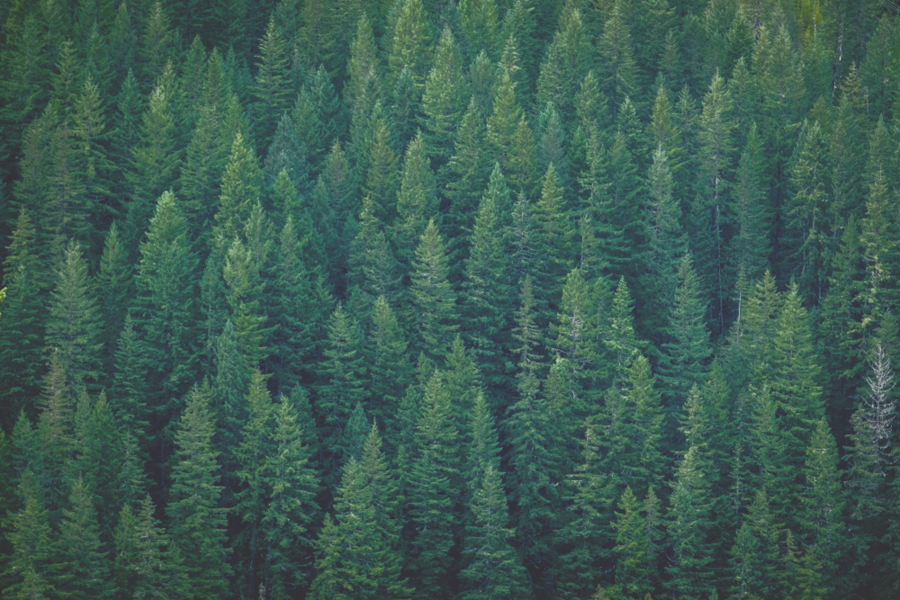 Overhead view of deciduous forest